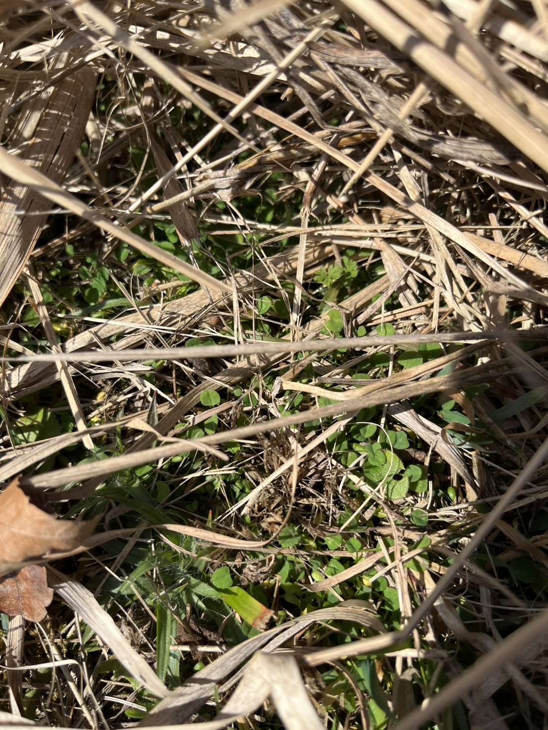 クローバーの可愛い芽