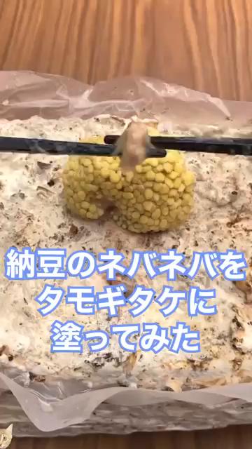 【実験】タモギタケに納豆のネバネバを塗ったら・・・！