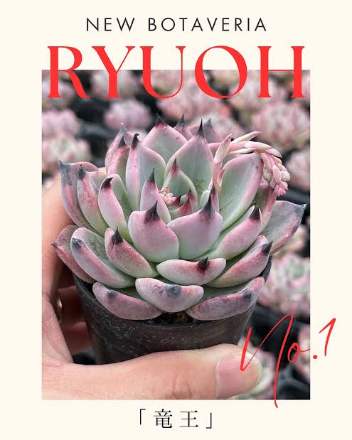 見元園芸さんオリジナルエケベリア販売予定❗️