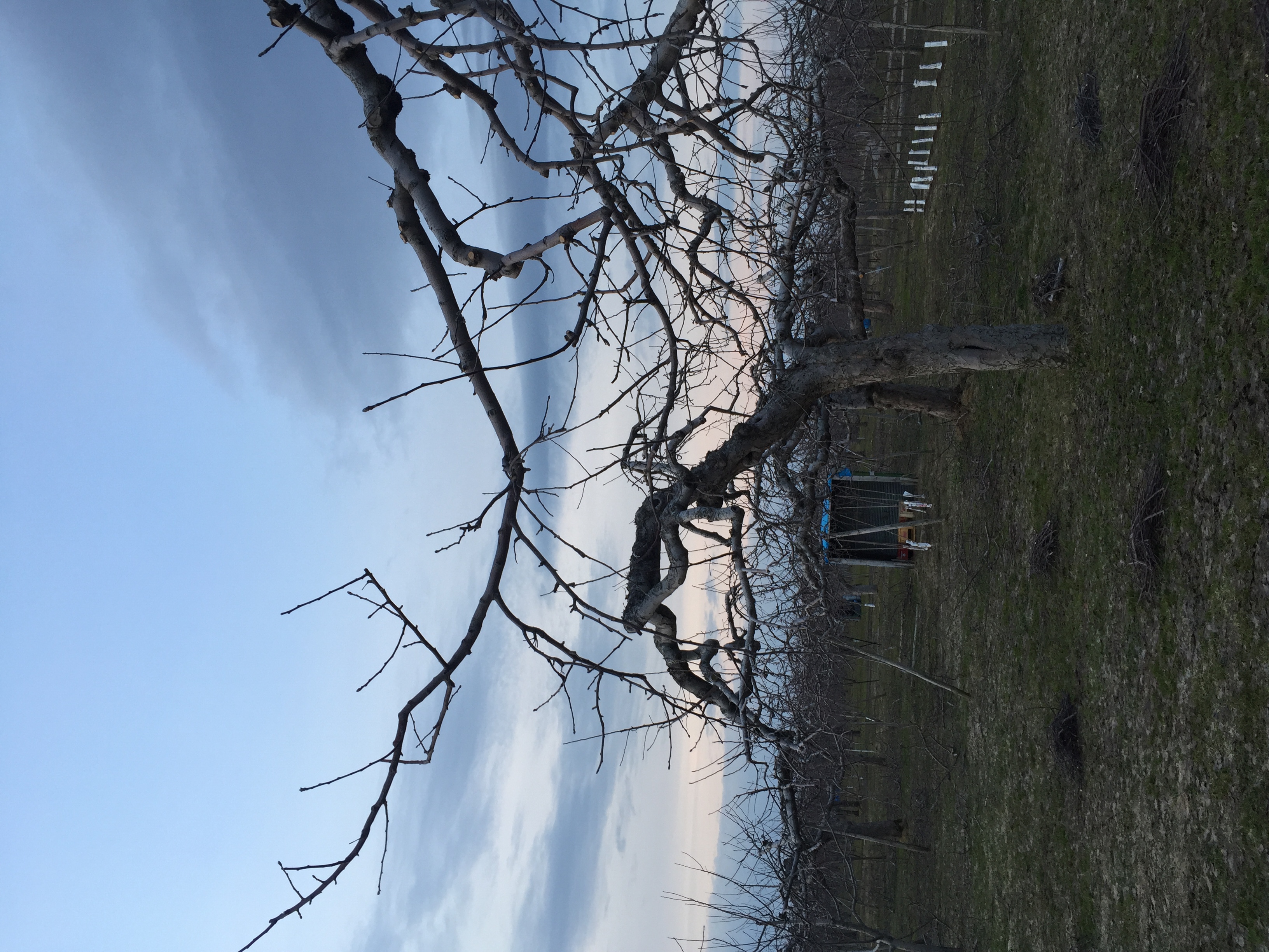 果樹の剪定思想　③