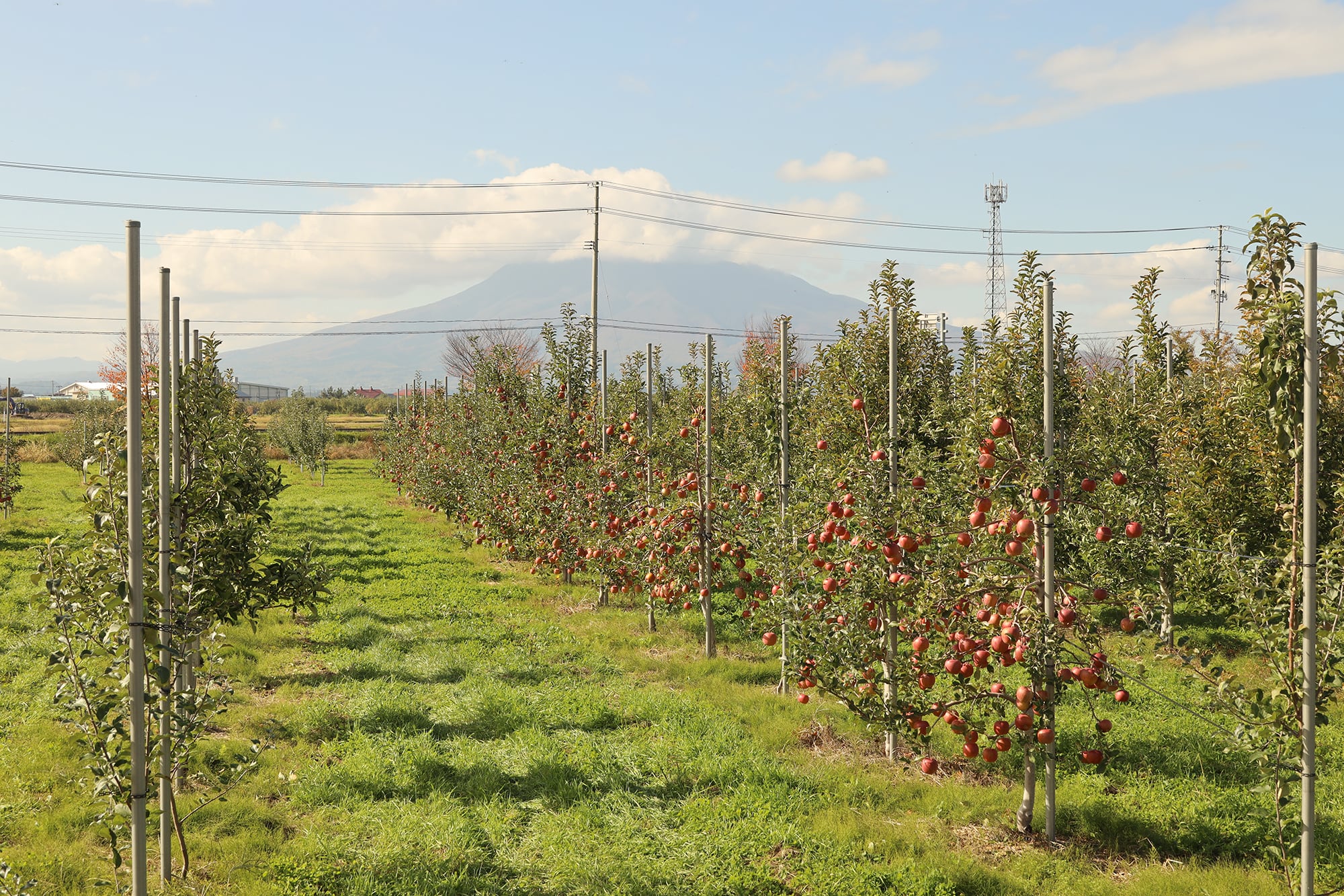 剪定の師と、りんごの木 ④