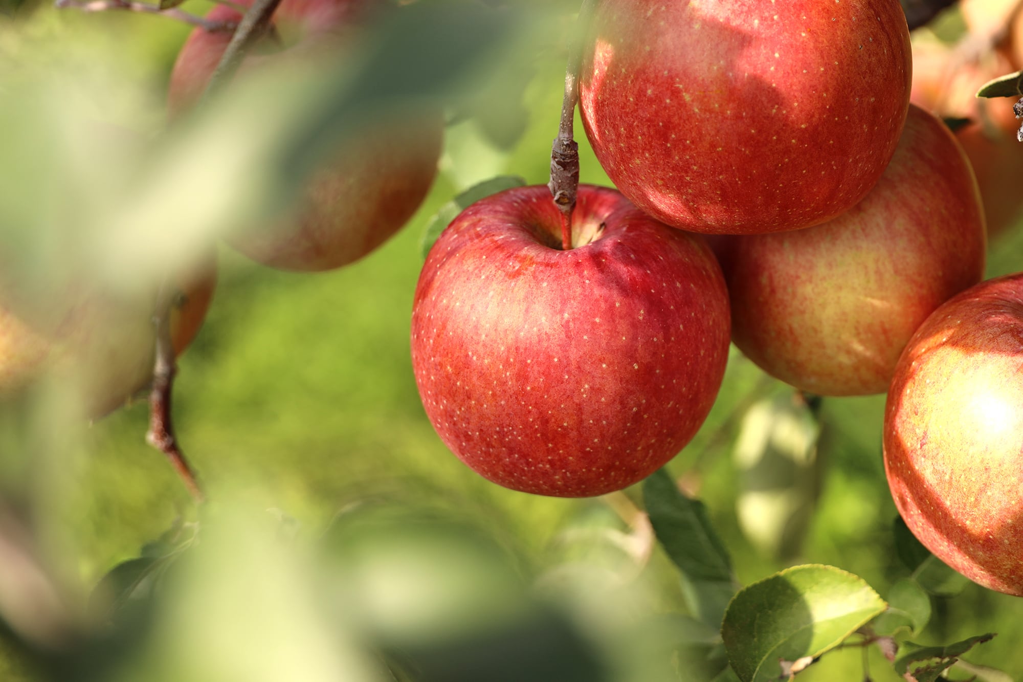 葉取らず栽培　①