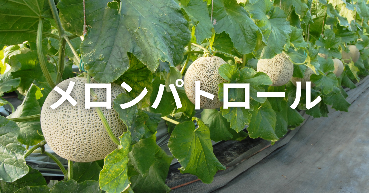 【メロンパトロール】