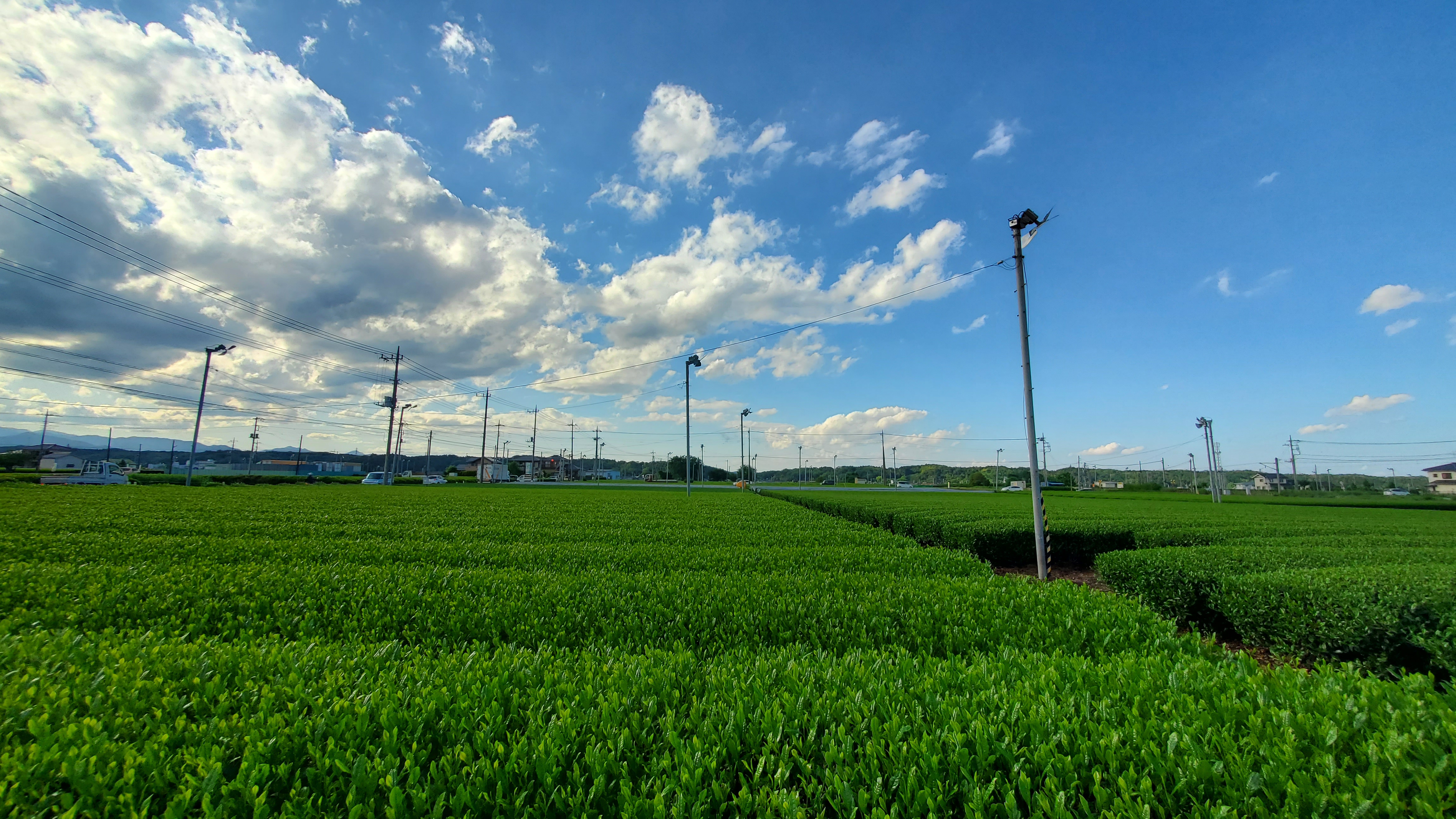 【2024年新茶】完成しました！！できたての美味しさをお届けします🍵