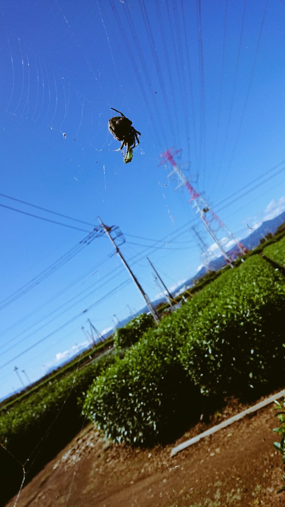 9月の茶畑。空に蜘蛛🕷️☀️