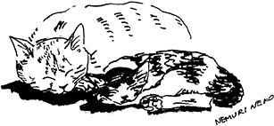 はじめまして! nemurineko--ねむりねこ--です