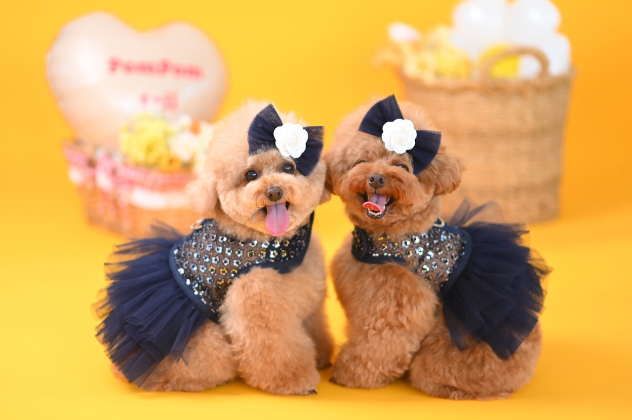 Brillant Boutique｜普段使いから結婚式まで。愛犬を彩るラグジュアリーハーネス＆ドレス