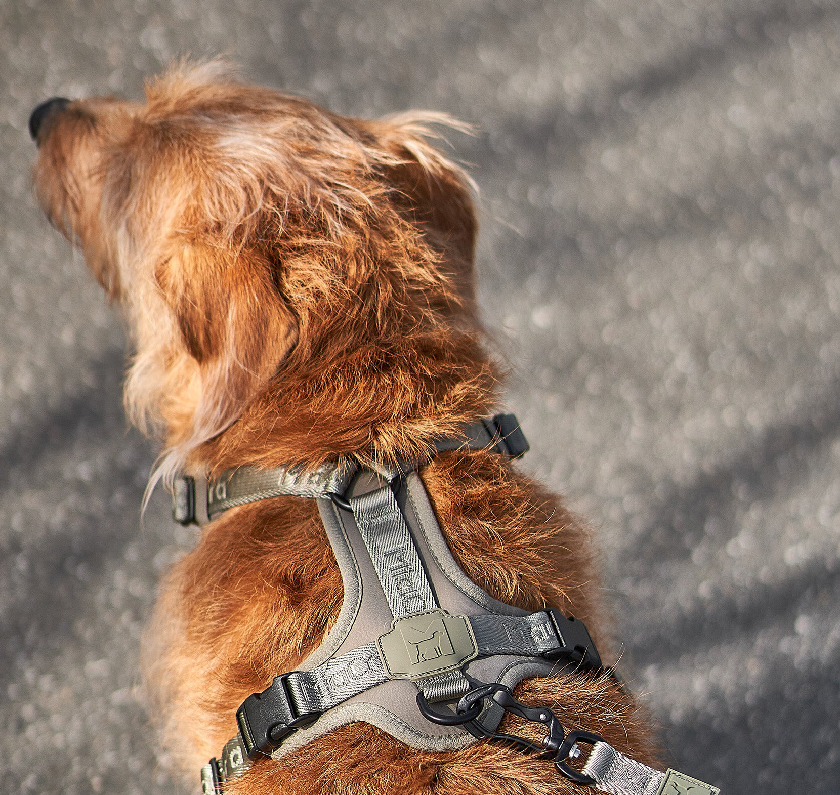 犬ハーネス徹底ガイド｜形状・ブランド別の選び方とおすすめポイント