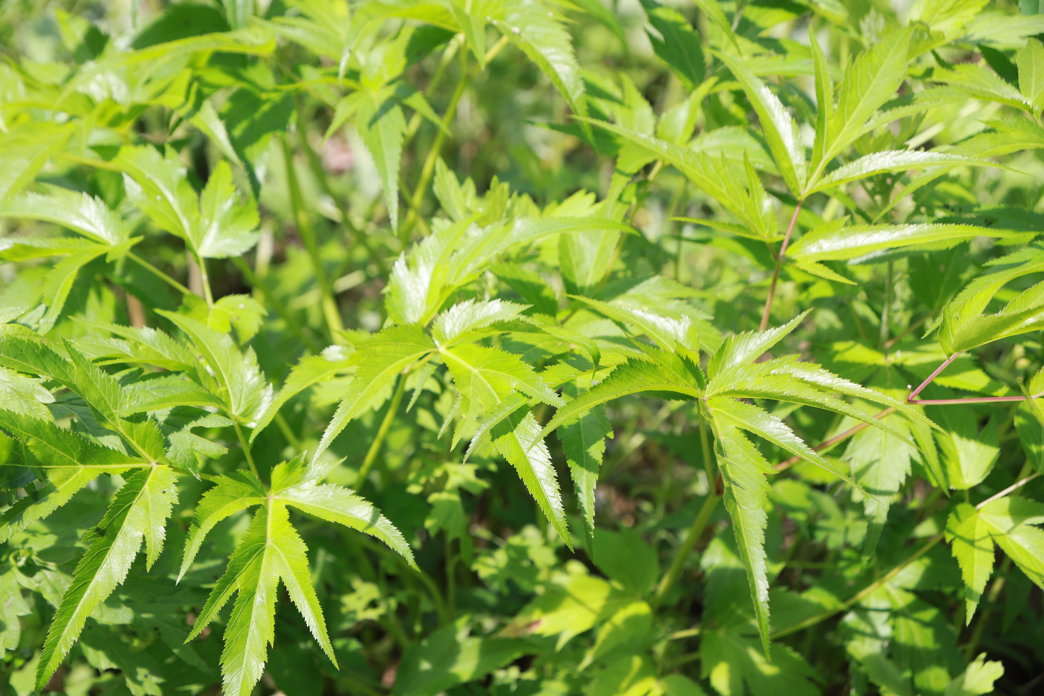 テレビ出演のお知らせ