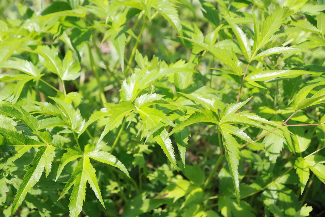 定期便に関するFAQ