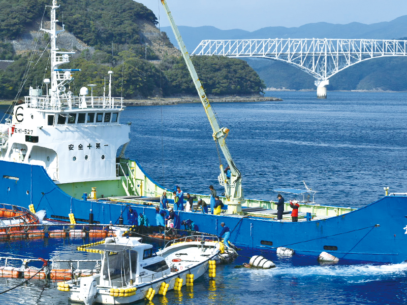 徳丸の養殖ブリも旅立ち、進級、お引越しの春を迎えました