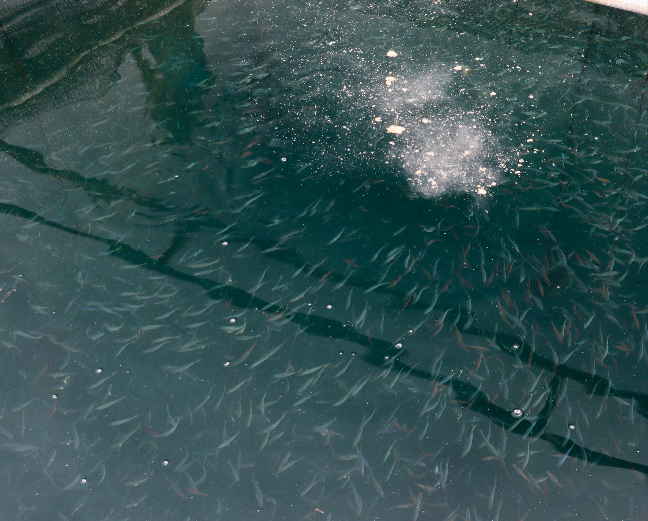 徳ブリの赤ちゃん、通称「もじゃこ」がすくすく成長しています！