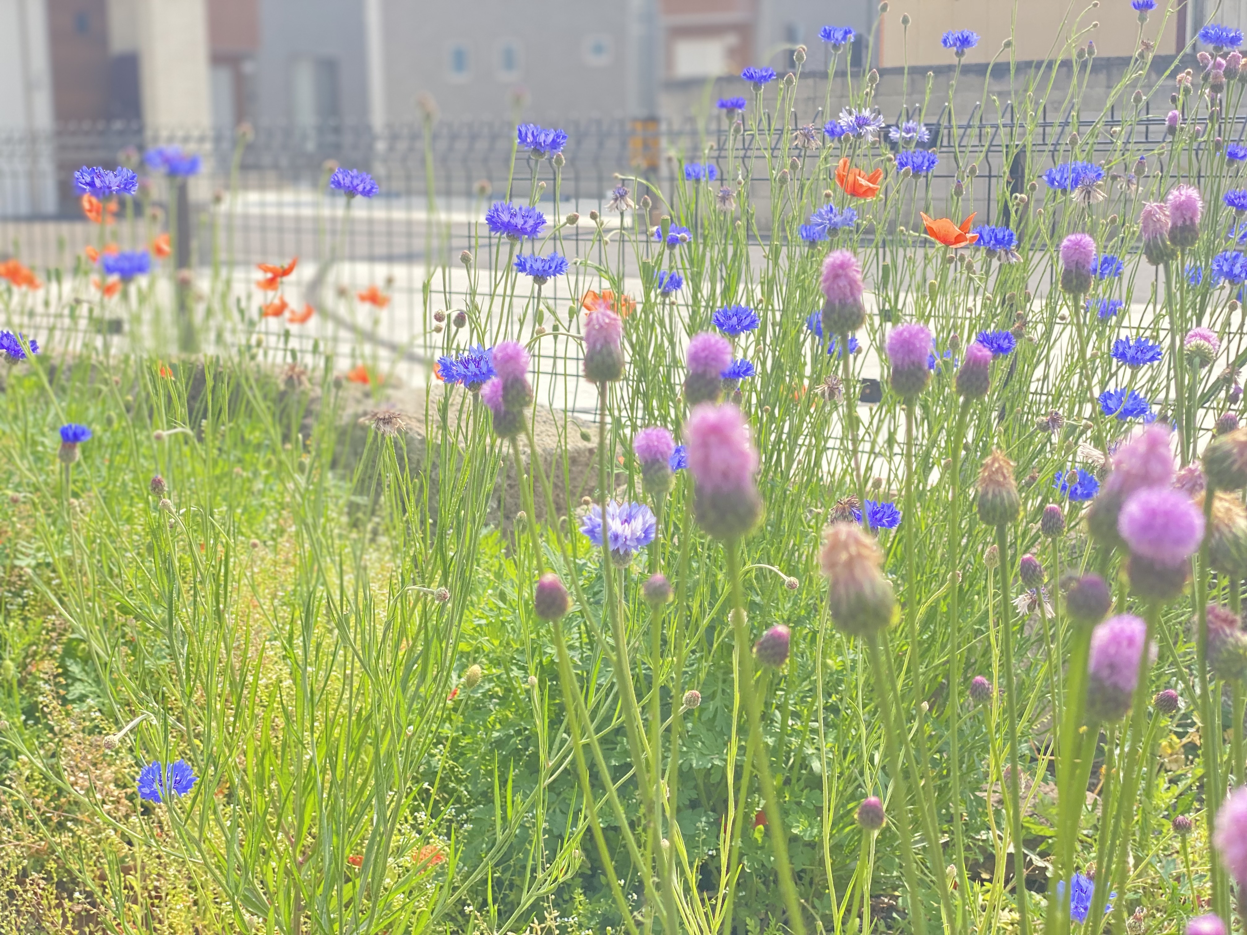 この世界を花でいっぱいにしたい