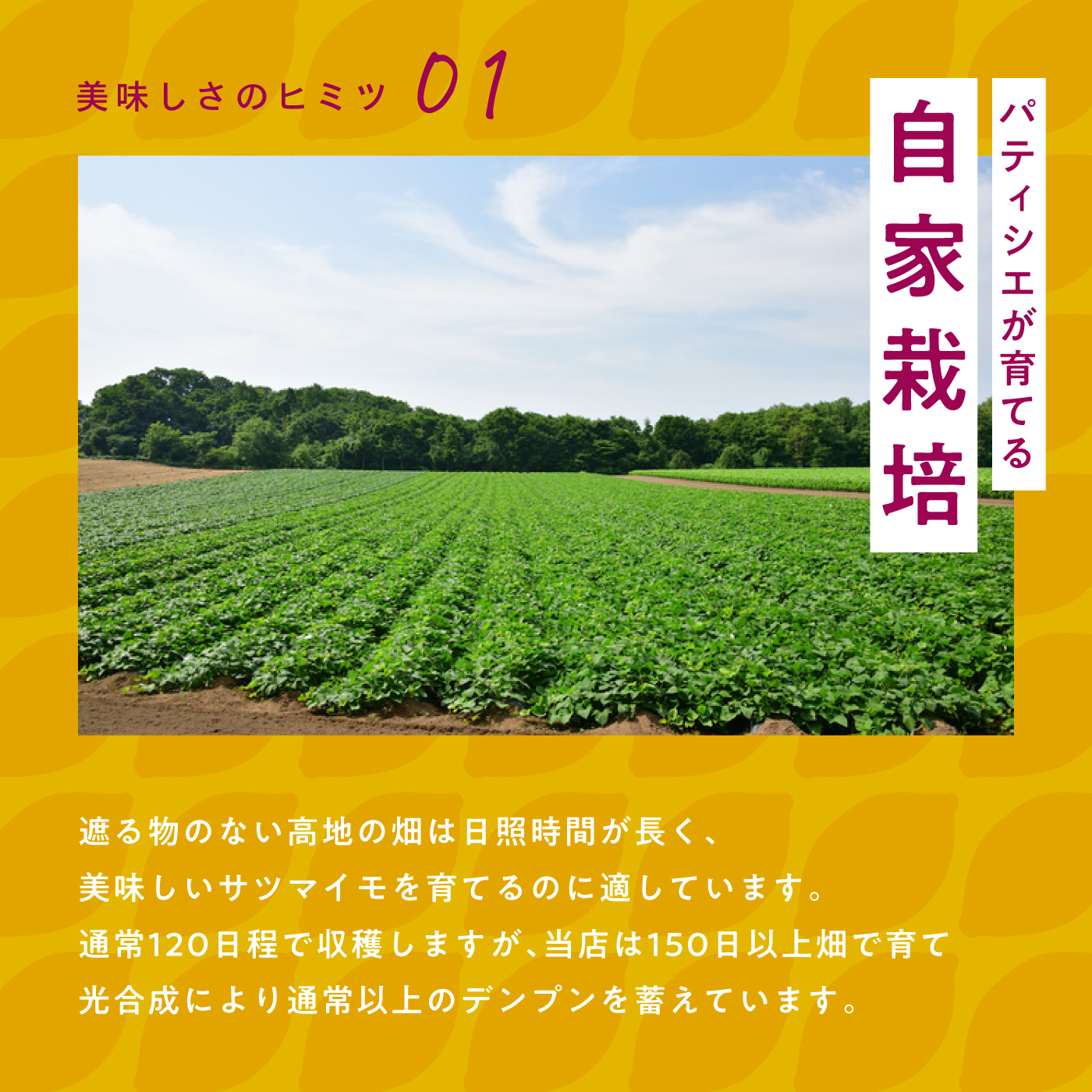 自家栽培さつま芋について