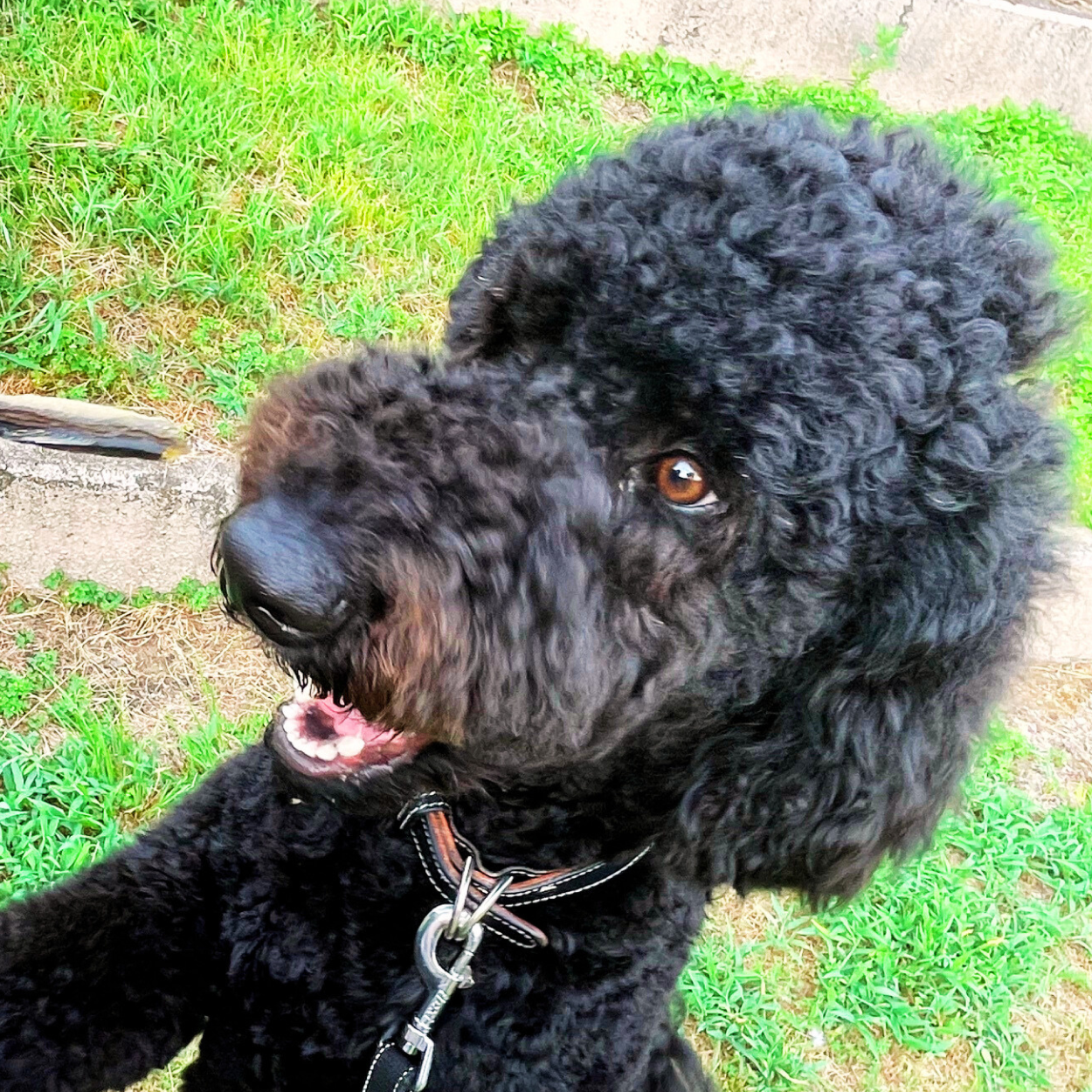愛犬と共に作る人も犬も美味しいおやつ