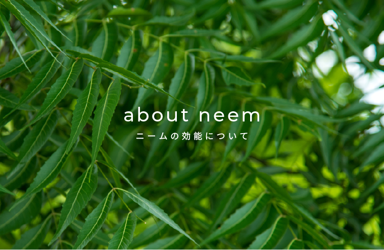 What is neem?
