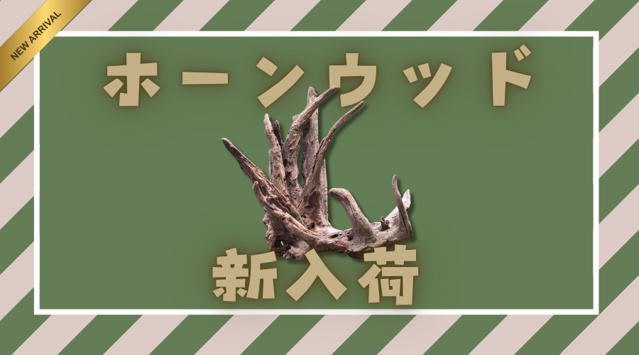 【2025/01/18】ホーンウッド新入荷！