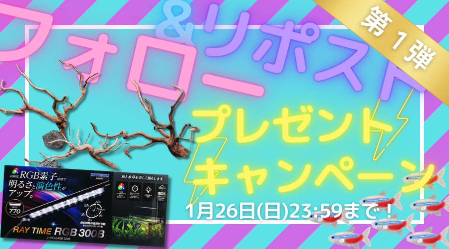 【1/26まで！】Xフォロー＆リポストプレゼントキャンペーン開催！【第１弾】