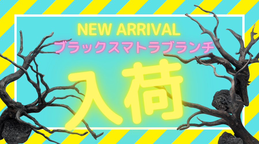 【2025/09/26】ブラックスマトラウッド本格再入荷！