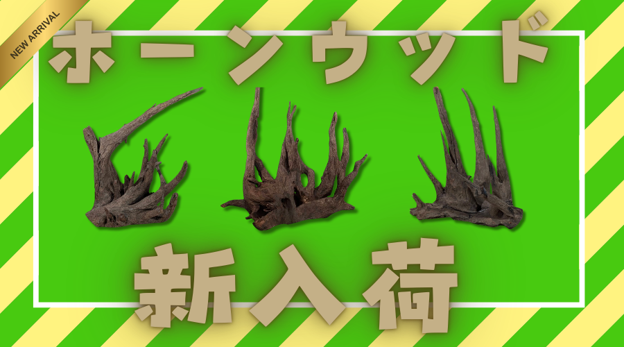 【2025/02/06】ブラックホーンウッド入荷しました！