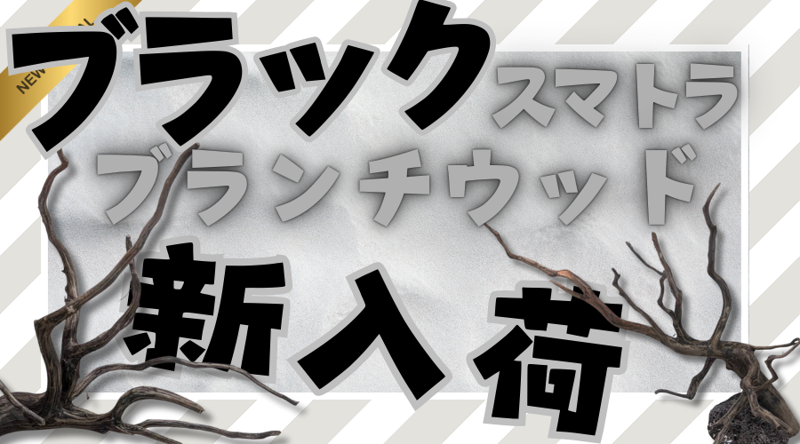 『黒い』スマトラブランチウッド入荷しました！