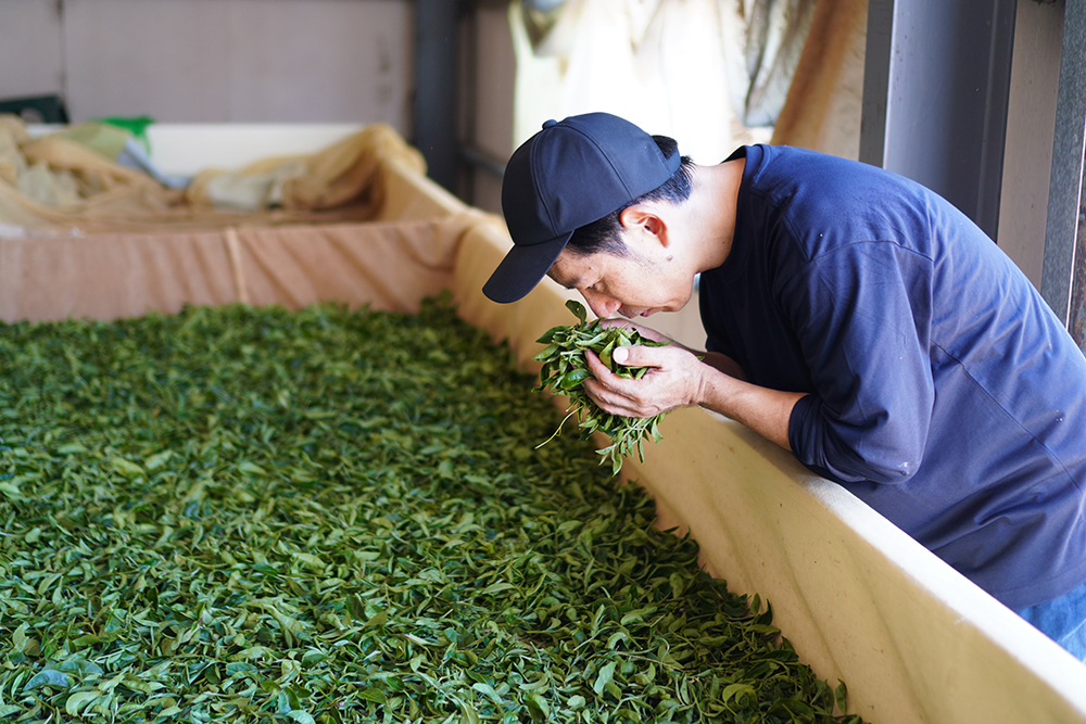 SUIITEA運営者について－自己紹介－