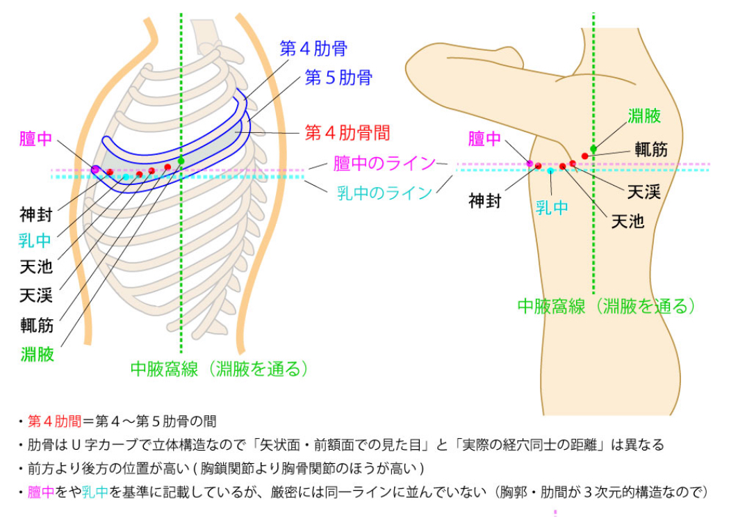 バストアップのツボは…（その４）