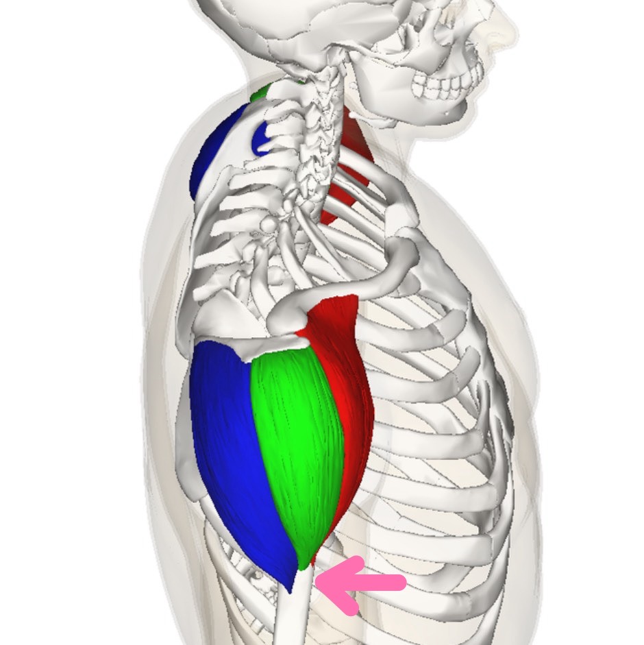 バストアップのツボは…（その２）