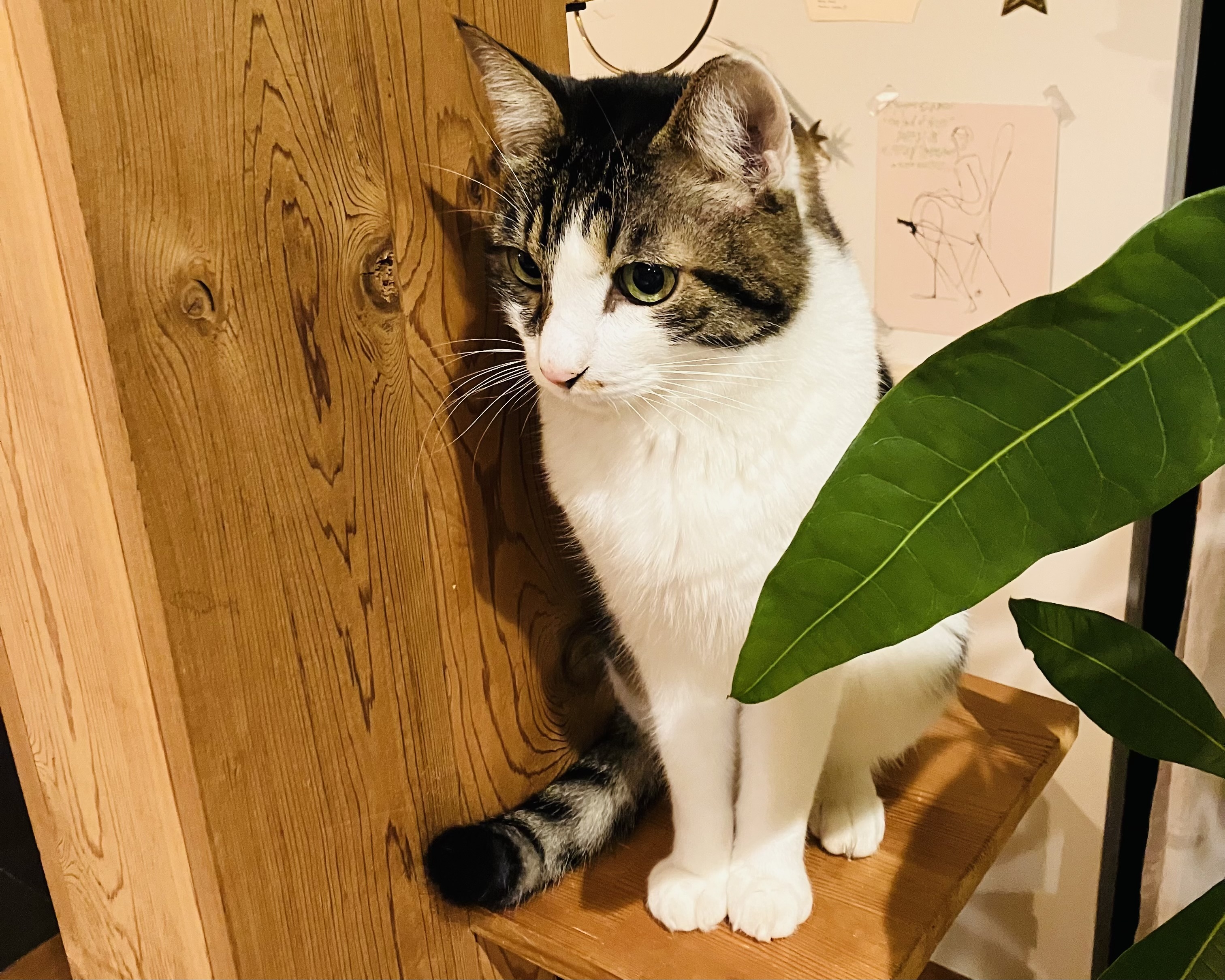 価格改定のご案内