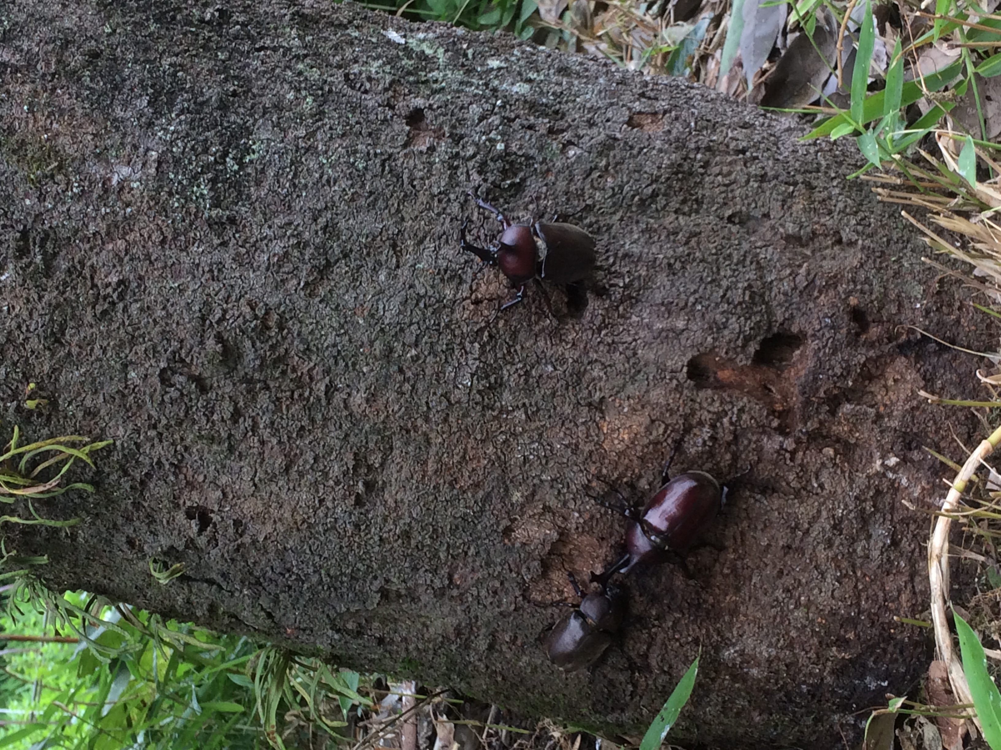 カブトムシのなる木