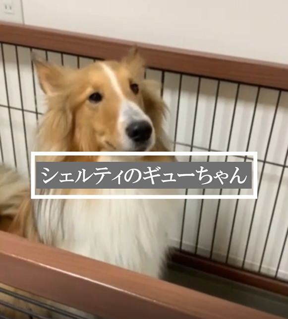 購入者様から動画が届きました【やぎゅう君】