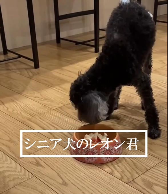 購入者様から動画が届きました【レオン君】