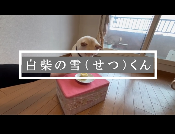 購入者様から動画が届きました【せつ君、まろちゃん】