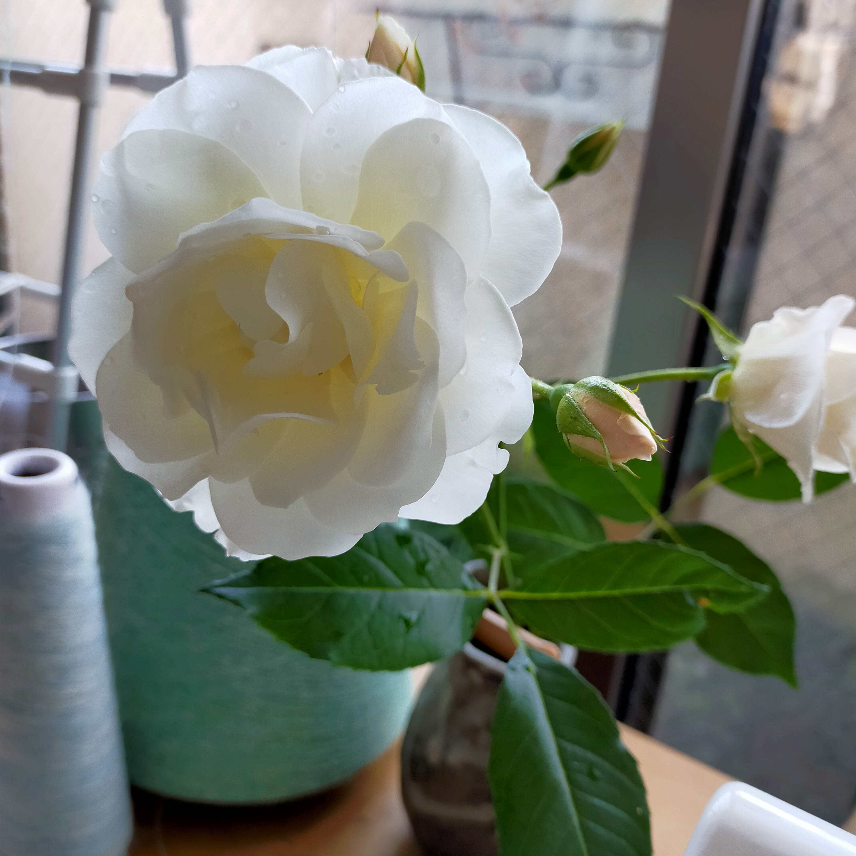 薔薇満開！
