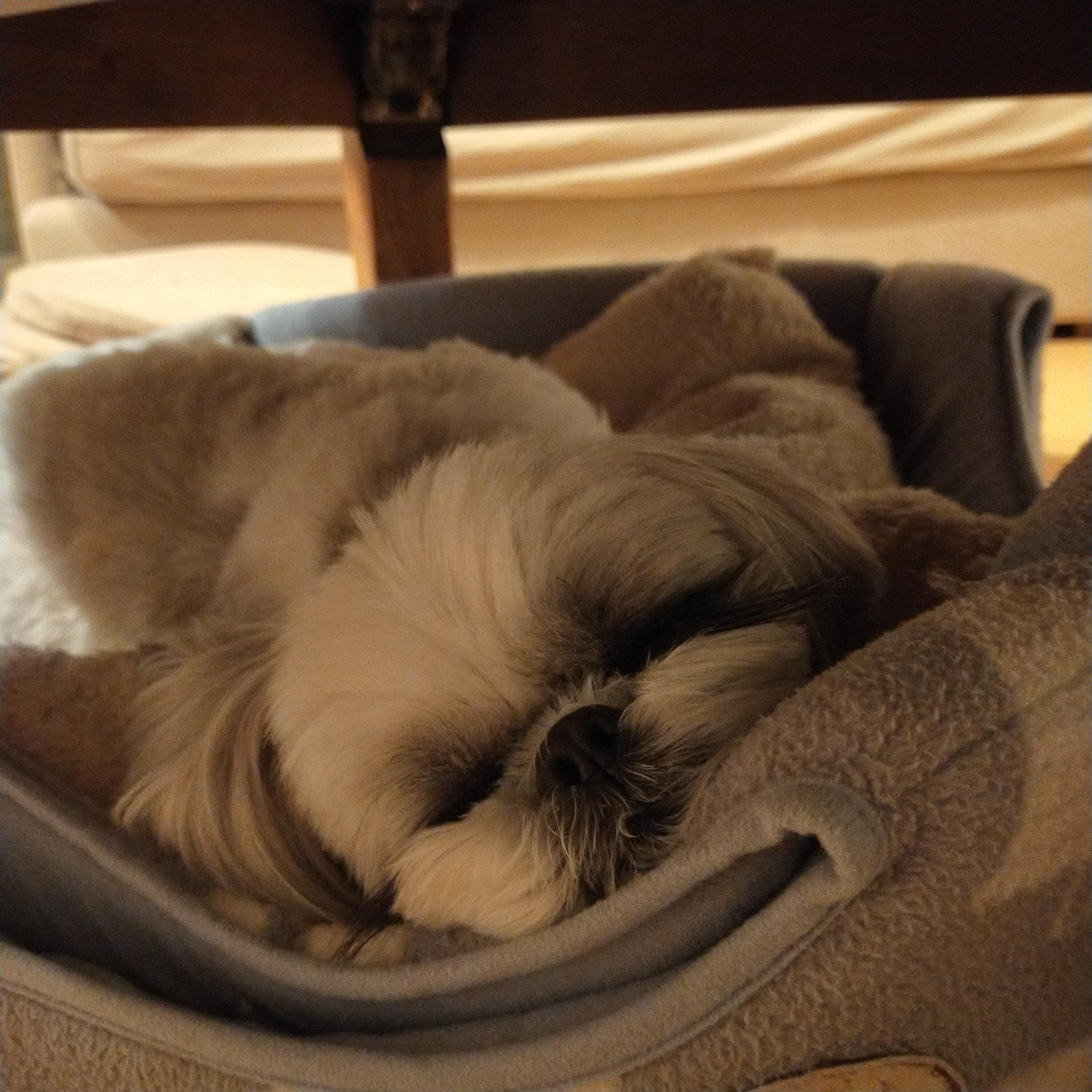 看板犬