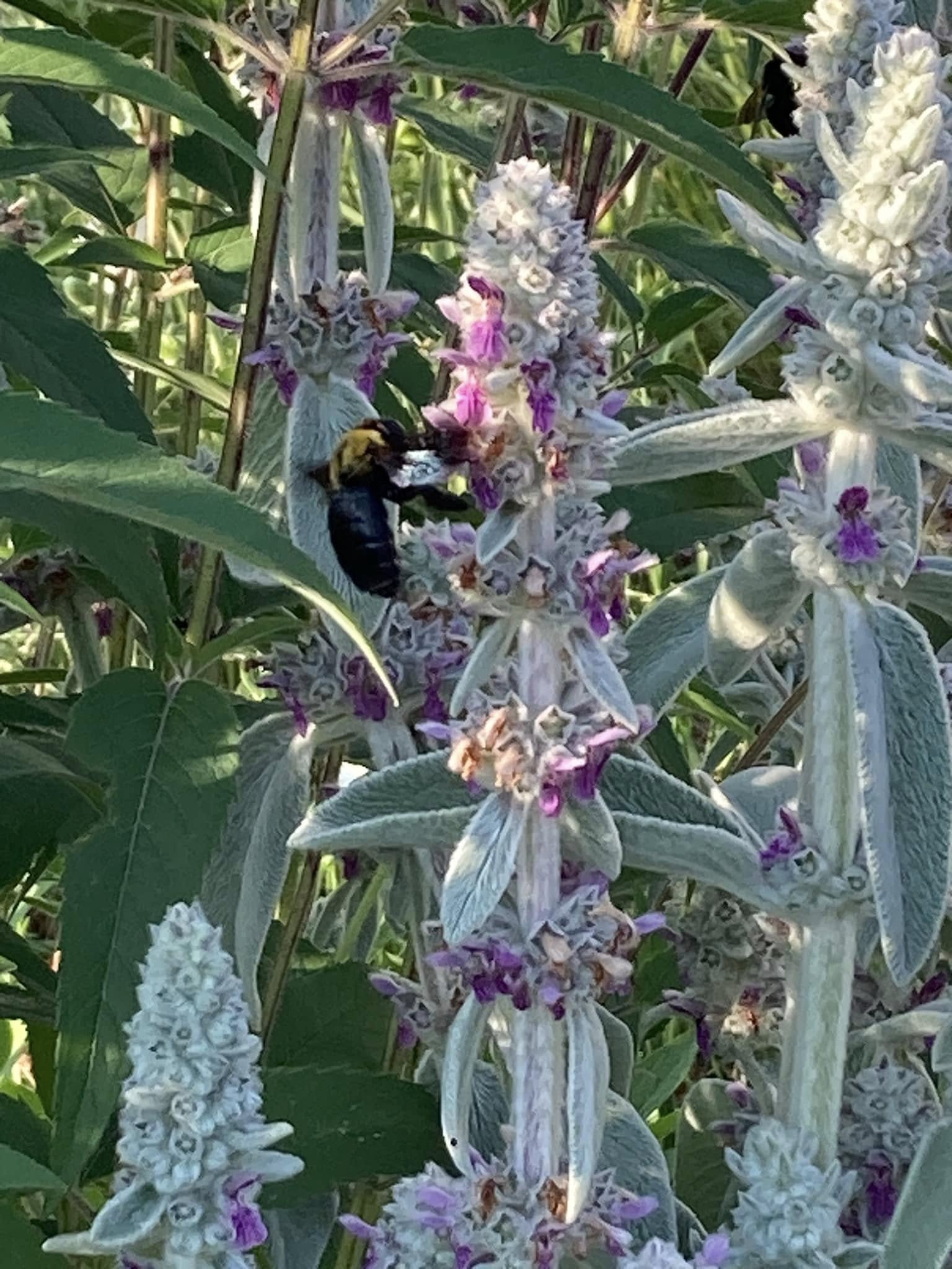 🐝 不可能を飛び越えて――クマバチが舞う果樹園 🍃