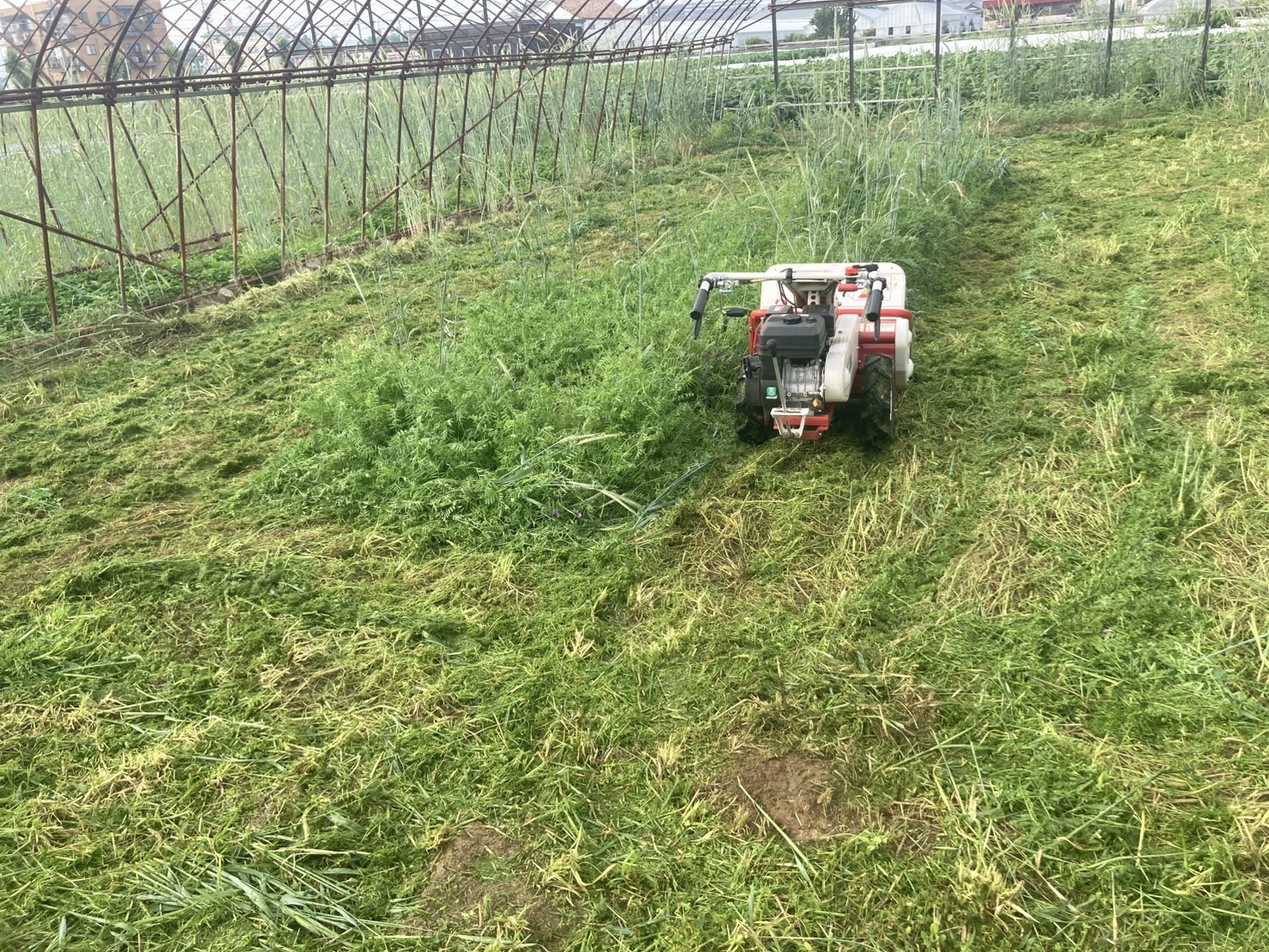 土がよろこぶ、秋とうもろこしのための「やさしい土づくり」