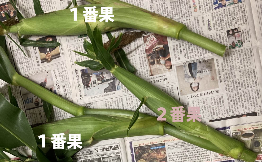 「枝付き収穫！甘さそのまま、とうもろこし」