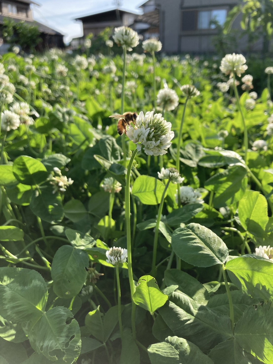🍃羽のおと農園の小さな果樹の楽園🍊