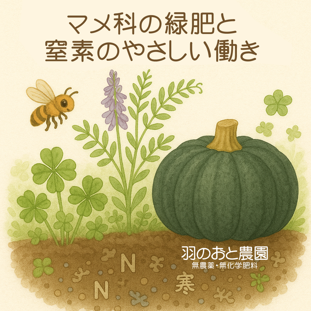 マメ科の緑肥と窒素のやさしい働き