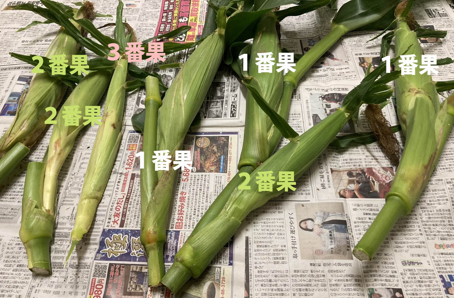 「枝付きとうもろこし（枝付き収穫）」なら、収穫後24時間経っても甘さが増します！