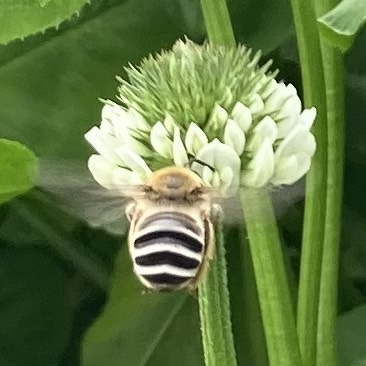 僕の畑のクローバーとミツバチ（シロスジコシブトハナバチ）