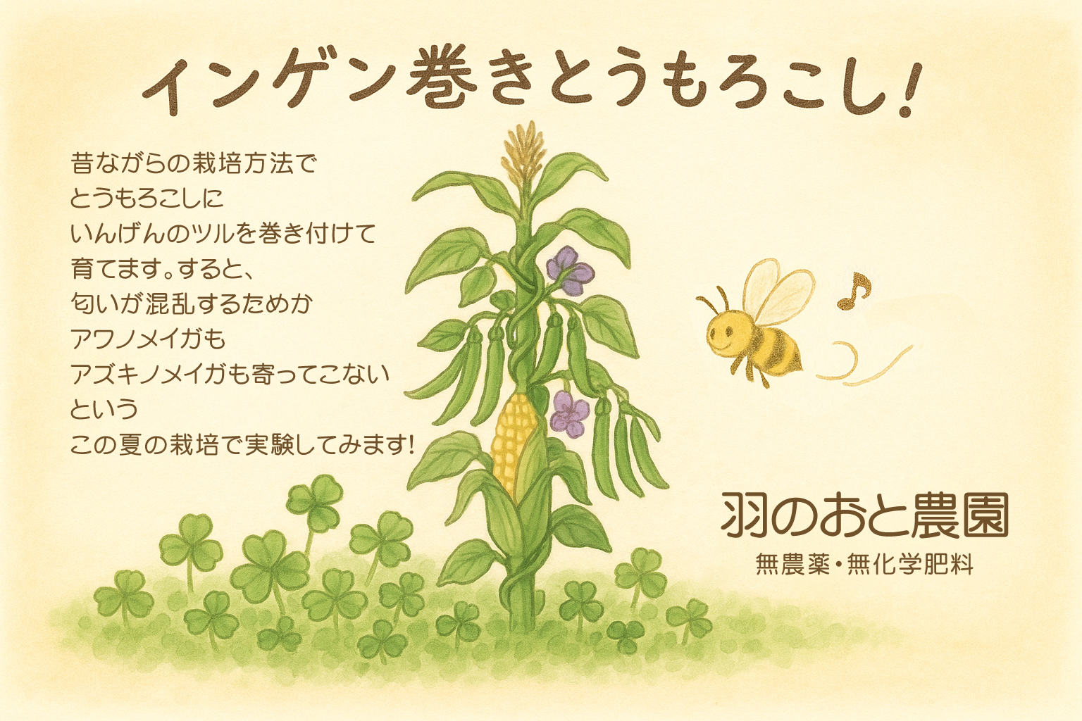 とうもろこしに、つるありいんげんを混植することで害虫対策になる？！