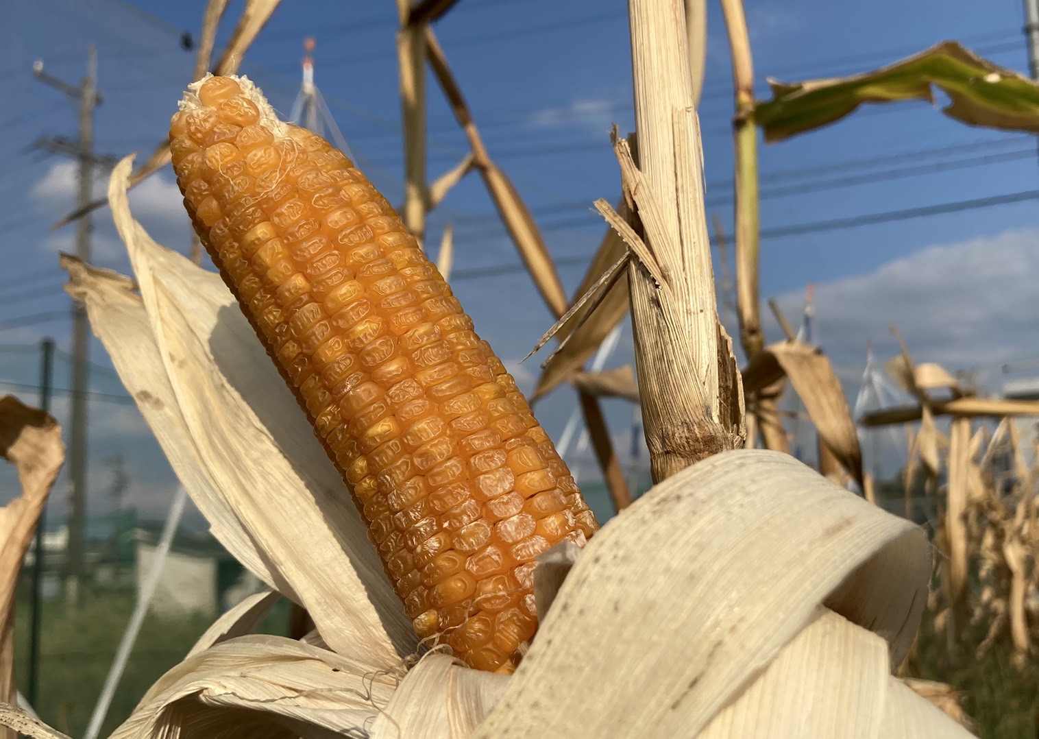 圃場でそのまま、枝付き天日干しのとうもろこしから作る。「おひさまとうもろこし粉」