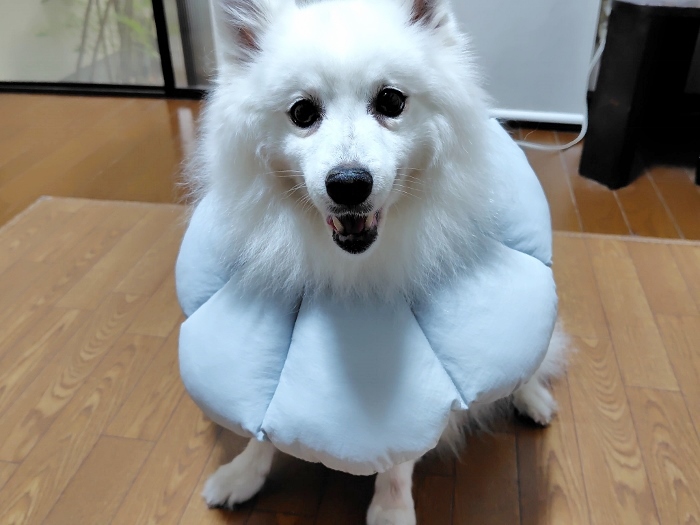 えりまきサラっち