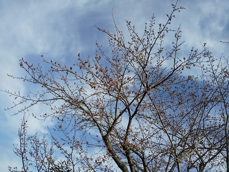 それでも花は咲いていく