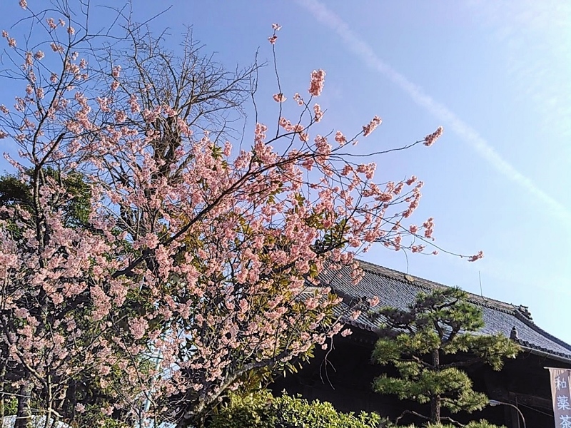 桜の知恩寺さん♪