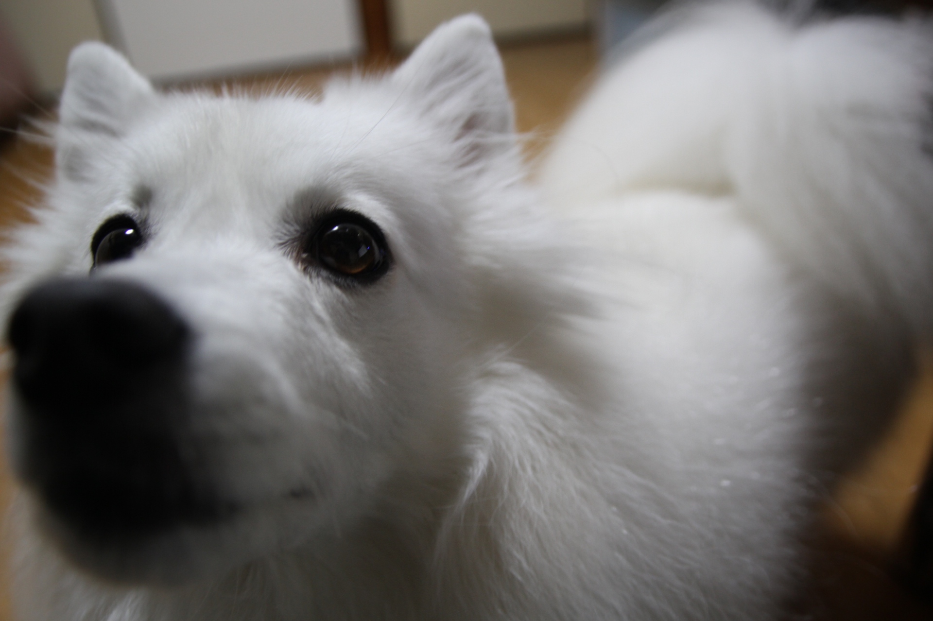 おうち打ち上げ会