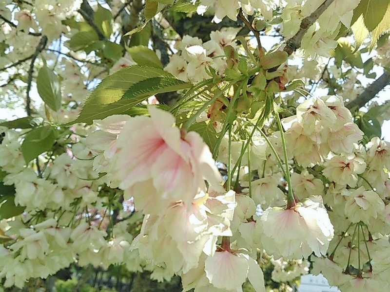 桜満開♪