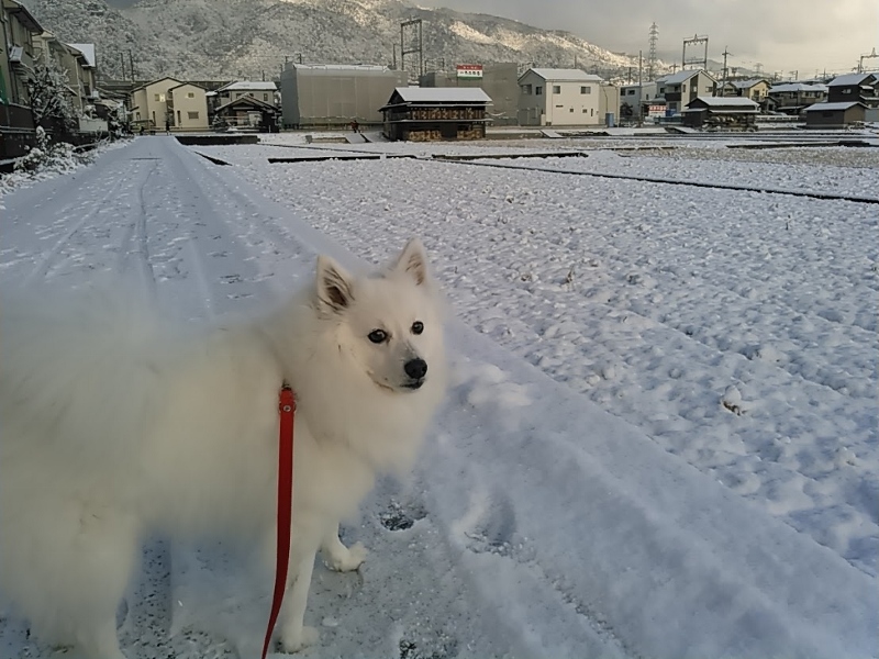 またまた雪です